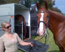 dressage horse Las Vegas 175 (Hanoverian, 2005, from Londonderry)