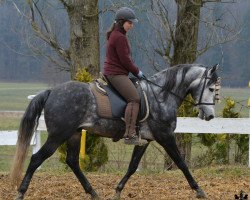 Pferd Lusitanowallach (Lusitano, 2008)