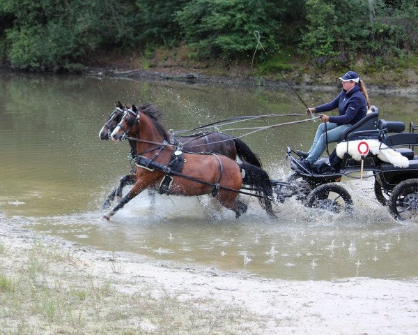 Pferd Winnie (Kleines Deutsches Pony, 2009, von Revel Menai)