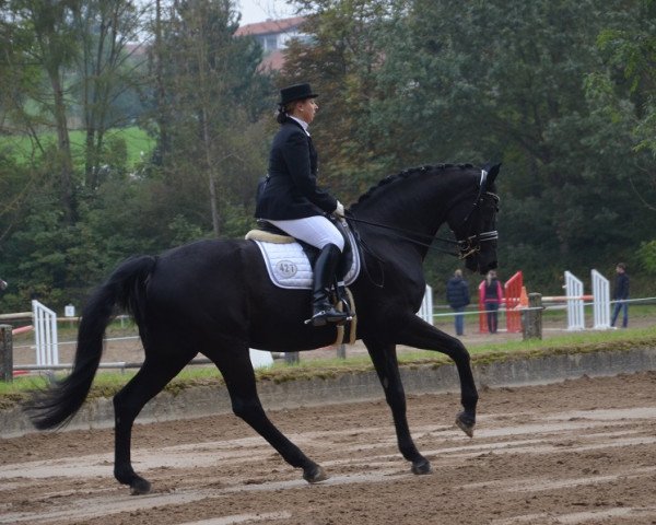 dressage horse Royal Harry (Bavarian, 2002, from Royal Diamond)