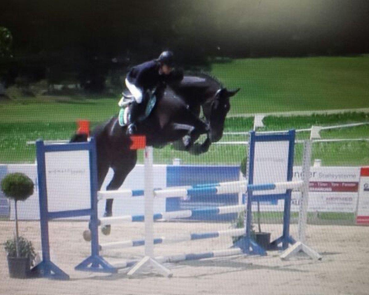 jumper Caltair (Oldenburg, 2008, from Callistus)
