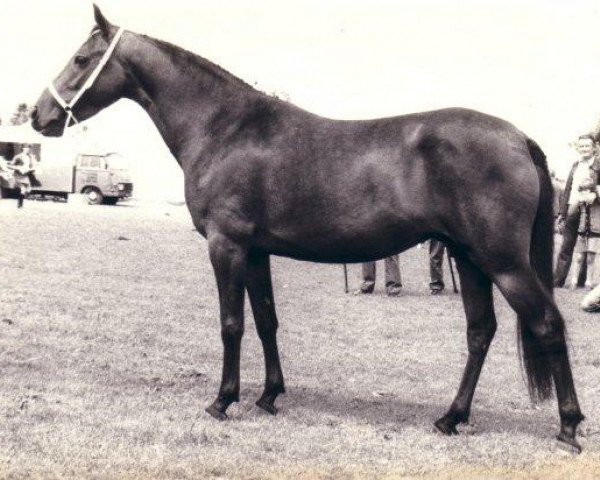 broodmare Lady Sophia (New Forest Pony, 1973, from Golden Wonder)