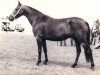 Zuchtstute Lady Sophia (New-Forest-Pony, 1973, von Golden Wonder)