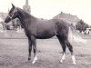 Zuchtstute Brummerhoeve's Riekie (New-Forest-Pony, 1977, von Spieringpolders Elegant)