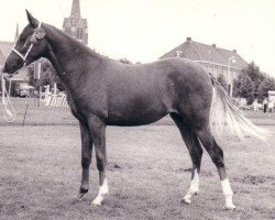 Zuchtstute Brummerhoeve's Riekie (New-Forest-Pony, 1977, von Spieringpolders Elegant)