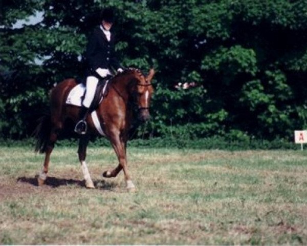 broodmare Brummerhoeve's Twinkle Star (New Forest Pony, 1983, from Merrie Moscan)