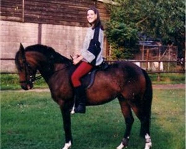 horse Brummerhoeve's Viviënna (New Forest Pony, 1993, from Brummerhoeve's Boss)