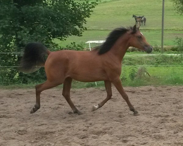 horse CBA Khadija ox (Arabian thoroughbred, 2013, from Masdar Moniscione ox)