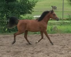 horse CBA Khadija ox (Arabian thoroughbred, 2013, from Masdar Moniscione ox)