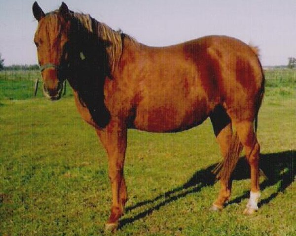 broodmare Offem Victoria (New Forest Pony, 1994, from Brummerhoeve's Boss)