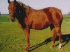 Zuchtstute Offem Victoria (New-Forest-Pony, 1994, von Brummerhoeve's Boss)