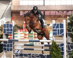 horse Brummerhoeve's Erik H (New Forest Pony, 2001, from Justice H.R.)