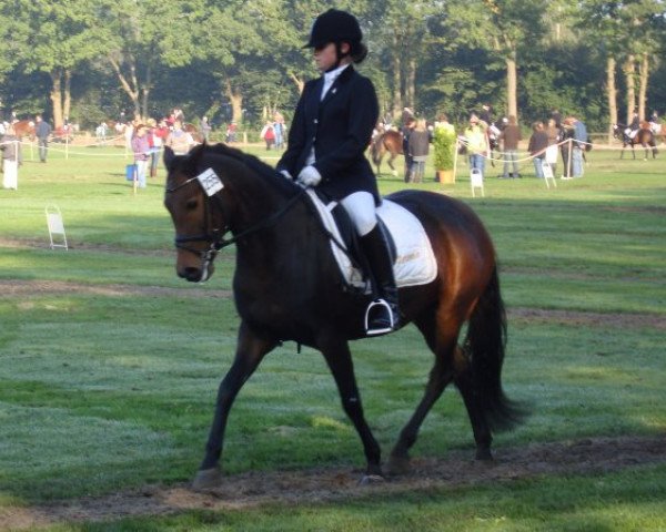 Zuchtstute Brummerhoeve's Feronia (New-Forest-Pony, 2002, von Valentino)