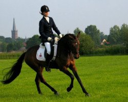 jumper Brummerhoeve's Atalanta (New Forest Pony, 2003, from Nieuwmoeds Patrick)