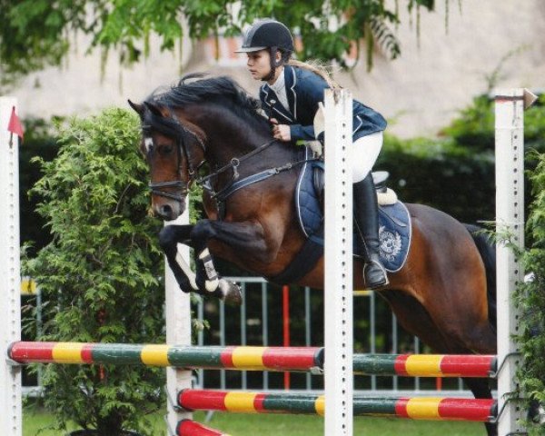 stallion Brummerhoeve's Paladin H (New Forest Pony, 2005, from Major)