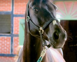 dressage horse Black Magic 62 (German Riding Pony, 1995, from Black Boy)