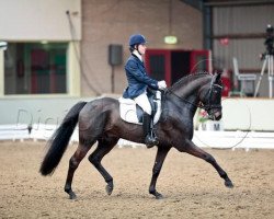 stallion Brummerhoeve's Pulsar H (New Forest Pony, 2003, from Mikel)