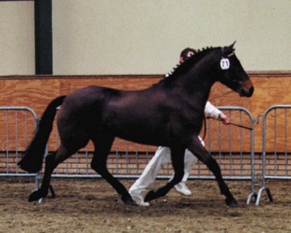 stallion Meonbury Peter Rabbit (New Forest Pony, 1996, from Peveril Peterborough)