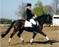 Zuchtstute Brummerhoeve's Vifiona (New-Forest-Pony, 1994, von Oosterbroek Sergio)