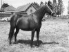 Zuchtstute Prescott Black Magic (New-Forest-Pony, 1963, von Warren Lucky)