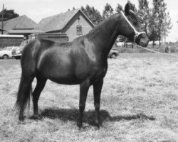 Zuchtstute Prescott Black Magic (New-Forest-Pony, 1963, von Warren Lucky)