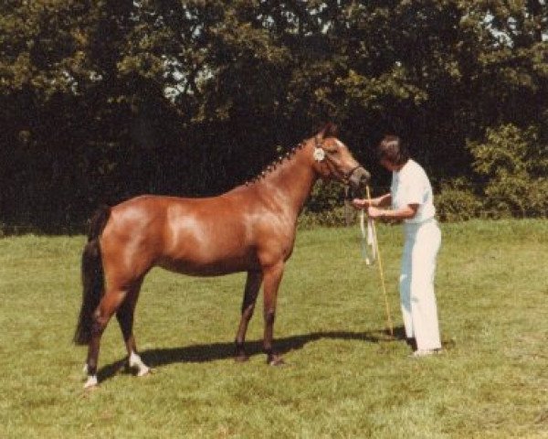 broodmare Oosterbroek Nadine (New Forest Pony, 1970, from Oosterbroek Arthur)