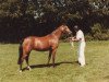 Zuchtstute Oosterbroek Nadine (New-Forest-Pony, 1970, von Oosterbroek Arthur)