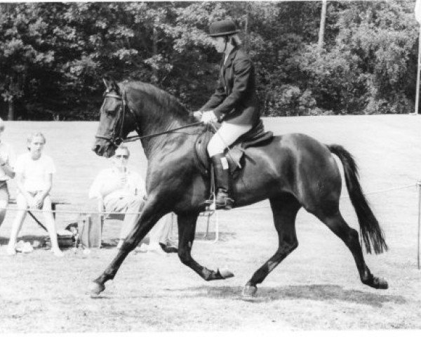 Deckhengst Oosterbroek Sergio (New-Forest-Pony, 1975, von Heihof's Primeur)