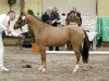 dressage horse Mr. Peanuts (New Forest Pony, 2009, from Jacodi's Anja's Adino)