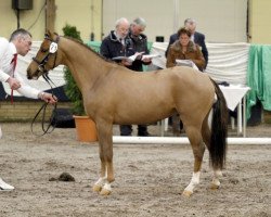 Dressurpferd Mr. Peanuts (New-Forest-Pony, 2009, von Jacodi's Anja's Adino)