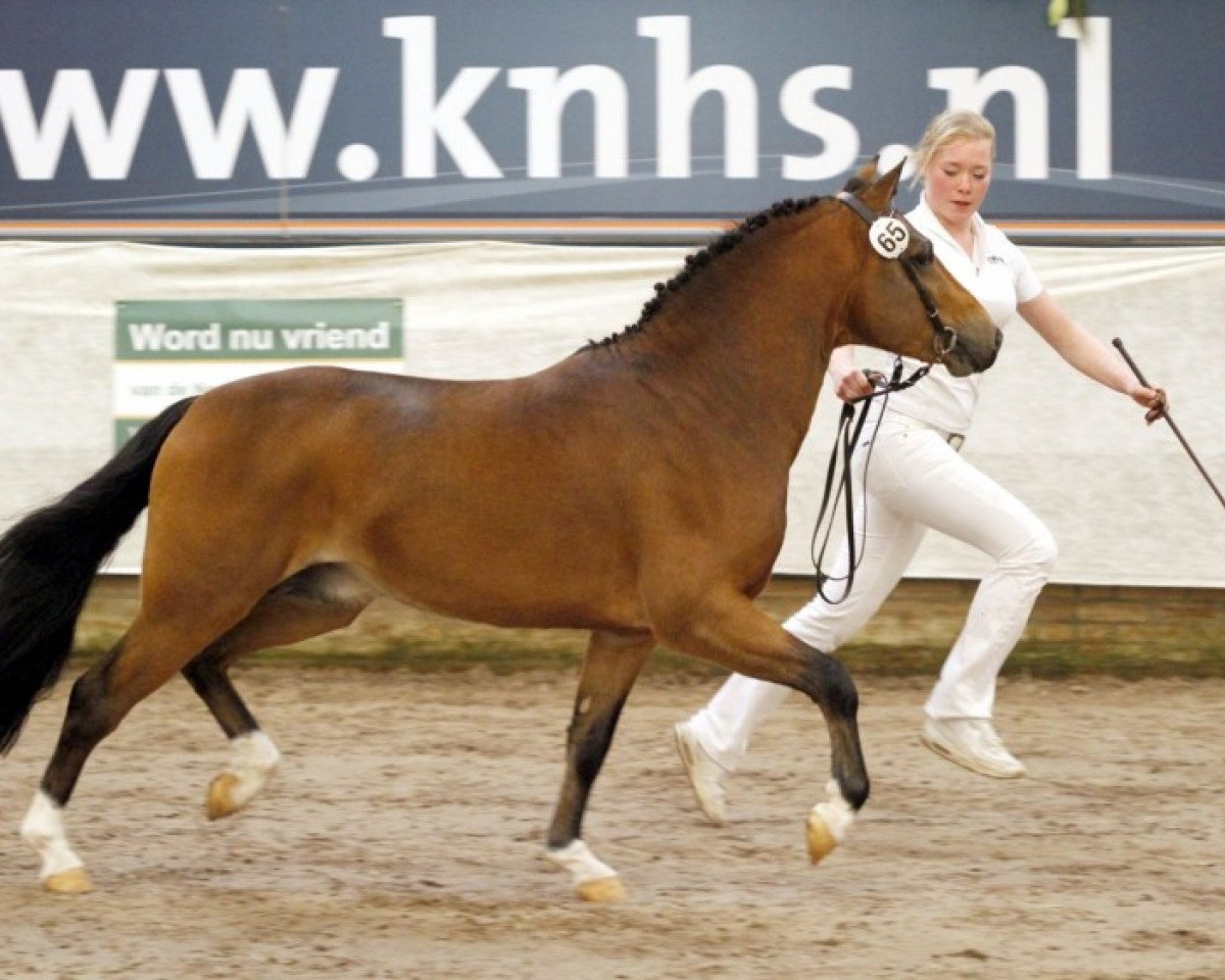 stallion Comm's Forest Dille (New Forest Pony, 2008, from Paddington's O'Malley)
