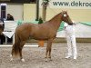 horse Brummerhoeve's Levi H (New Forest Pony, 2009, from Poppings Macho)