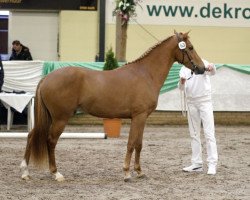 Pferd Brummerhoeve's Levi H (New-Forest-Pony, 2009, von Poppings Macho)