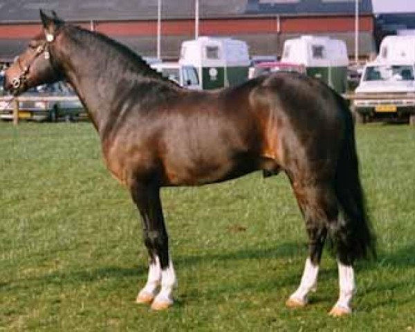 Deckhengst Beechwood Lucky Star (New-Forest-Pony, 1980, von Bridgelea Buccaneer)