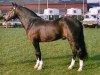stallion Beechwood Lucky Star (New Forest Pony, 1980, from Bridgelea Buccaneer)