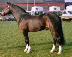 stallion Beechwood Lucky Star (New Forest Pony, 1980, from Bridgelea Buccaneer)