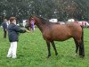 broodmare Wicked Lucky Lady (New Forest Pony, 1993, from Beechwood Lucky Star)