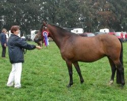 broodmare Wicked Lucky Lady (New Forest Pony, 1993, from Beechwood Lucky Star)