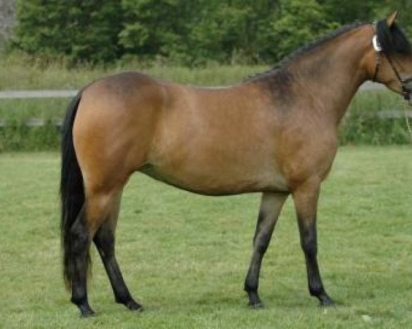 broodmare Wicked Night-Mare (New Forest Pony, 2003, from Burley Phantom)