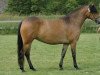 Zuchtstute Wicked Night-Mare (New-Forest-Pony, 2003, von Burley Phantom)