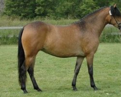 Zuchtstute Wicked Night-Mare (New-Forest-Pony, 2003, von Burley Phantom)