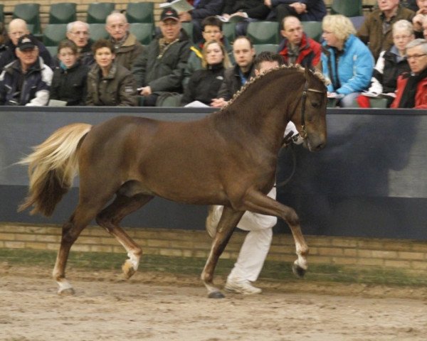 jumper Wicked Nightshift (KWPN (Royal Dutch Sporthorse), 2009, from Wellhouse Sportsman)