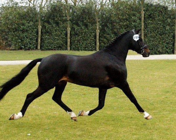 stallion Holthausen Frodo II (New Forest Pony, 2005, from Orlando)