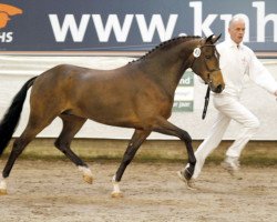 stallion Frodo's Boy (New Forest Pony, 2009, from Holthausen Frodo II)