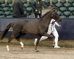 jumper Schoonderlogt Jerom H (New Forest Pony, 2009, from Make My World)