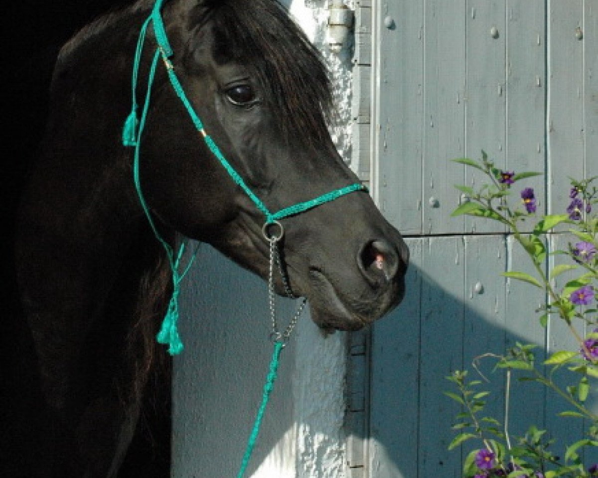 stallion Arabah Abbah EAO (Arabian purebred, 1987, from Kasr El Nil 1971 EAO)