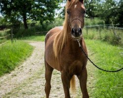 horse RM Mashari (Arabian thoroughbred, 2012, from Arabah Abbah EAO)