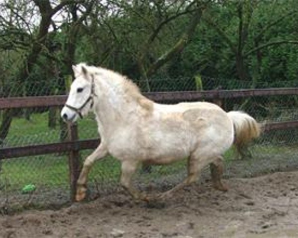 Zuchtstute Zandstraathof's Carola (New-Forest-Pony, 1981, von Merrie Moscan)