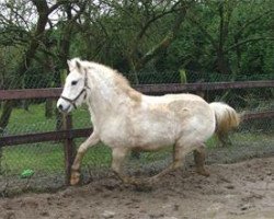 Zuchtstute Zandstraathof's Carola (New-Forest-Pony, 1981, von Merrie Moscan)