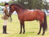 stallion Wayland Loganberry (New Forest Pony, 1999, from Wayland Cranberry)